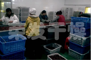 紅棗專用帶式烘干機(jī)生產(chǎn)線